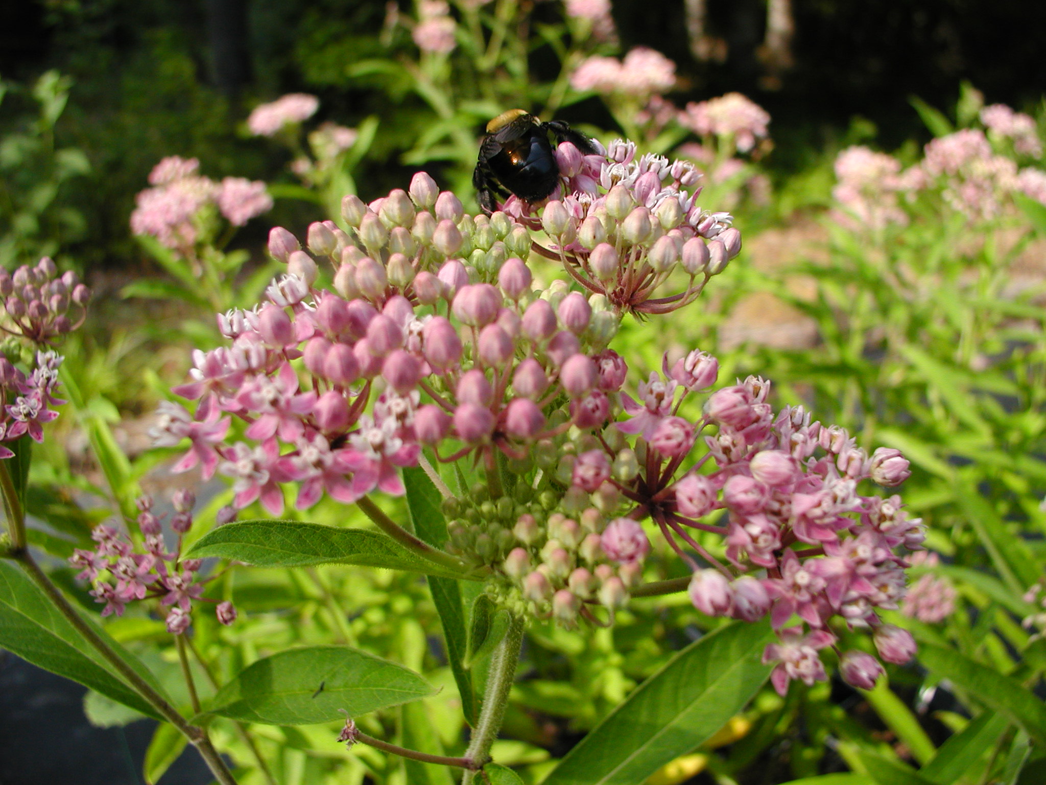 Asclepias incarnata Rachel's Native Plants