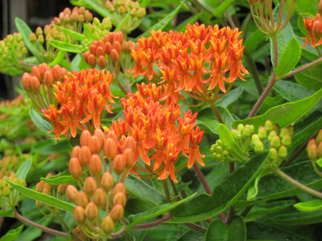 Asclepias tuberosa – Rachels Native Plants