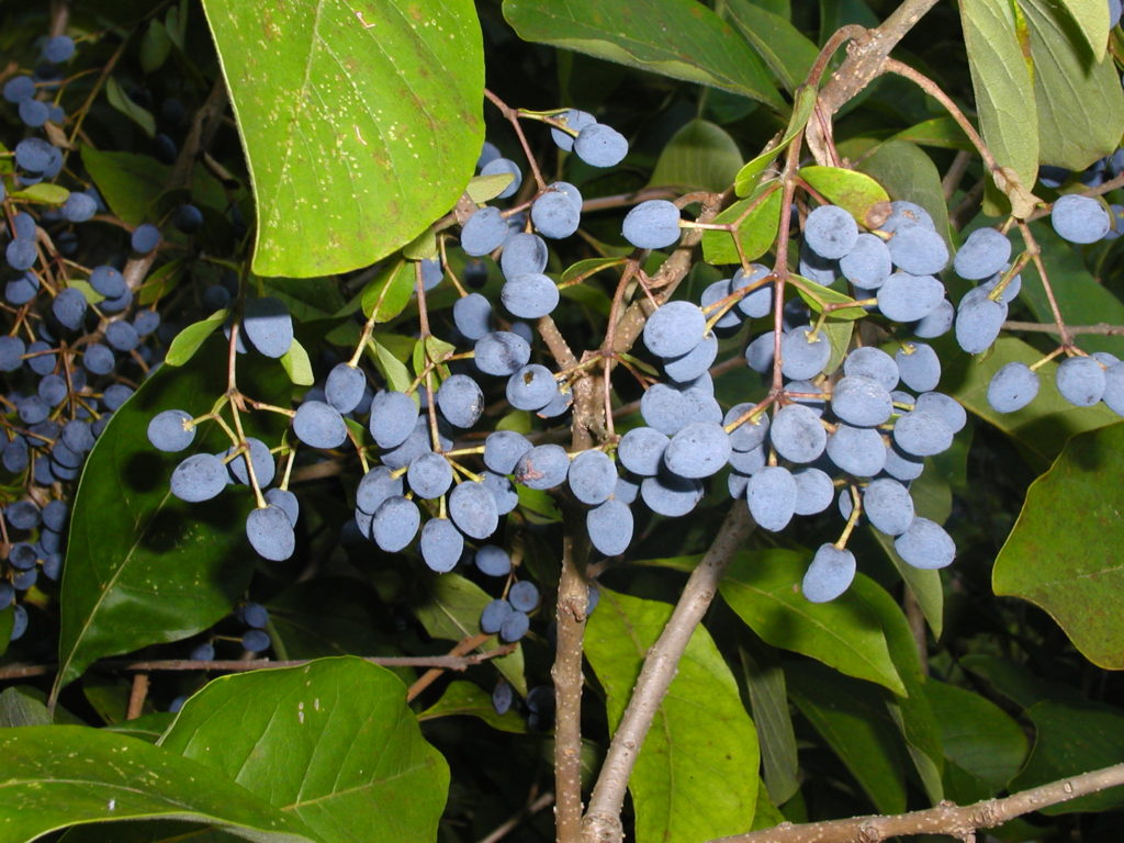 Chionanthus virginicus - Rachel's Native Plants