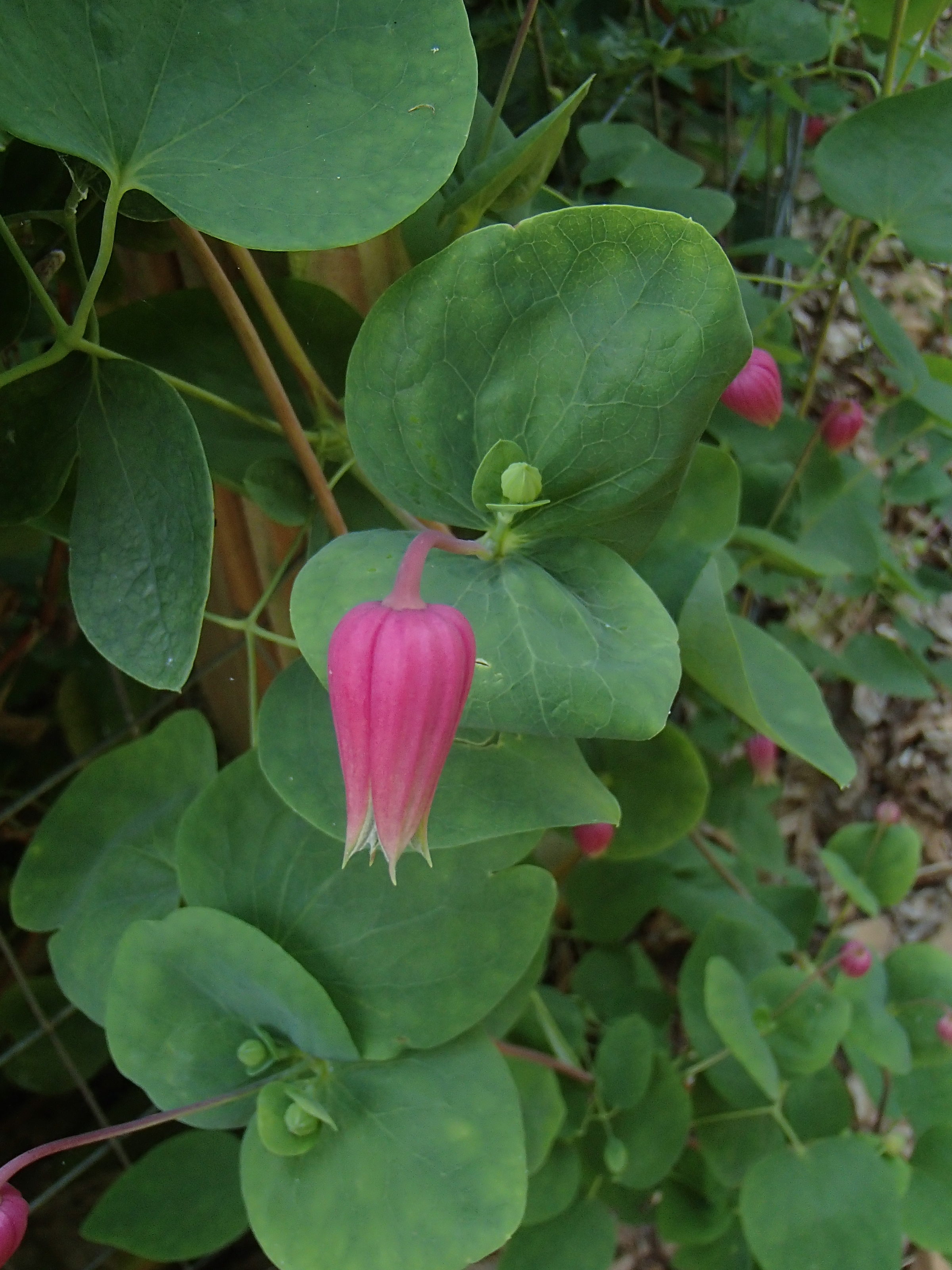 Clematis viorna - Rachel's Native Plants