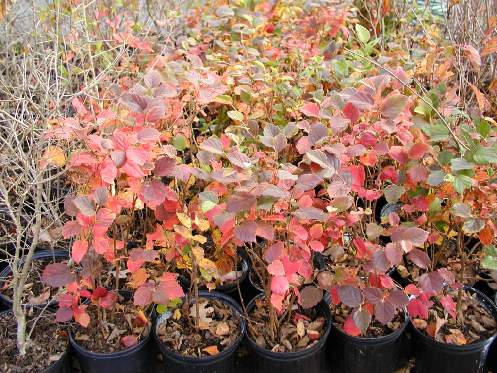 Fothergilla gardenii - Rachel's Native Plants