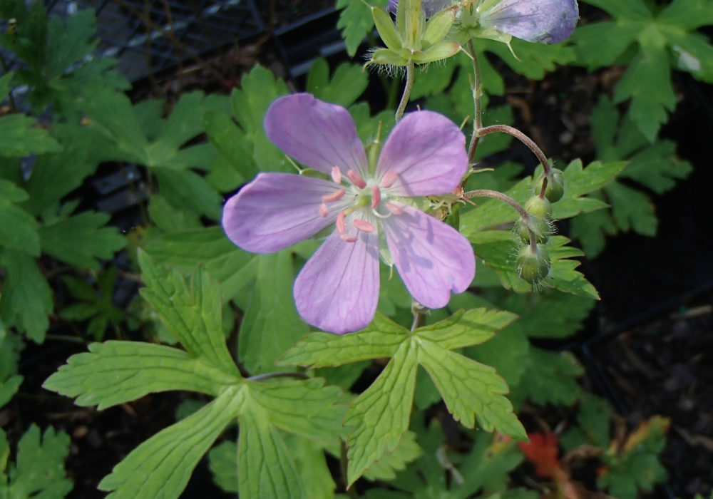 Grass / Grass-like Archives - Rachel's Native Plants