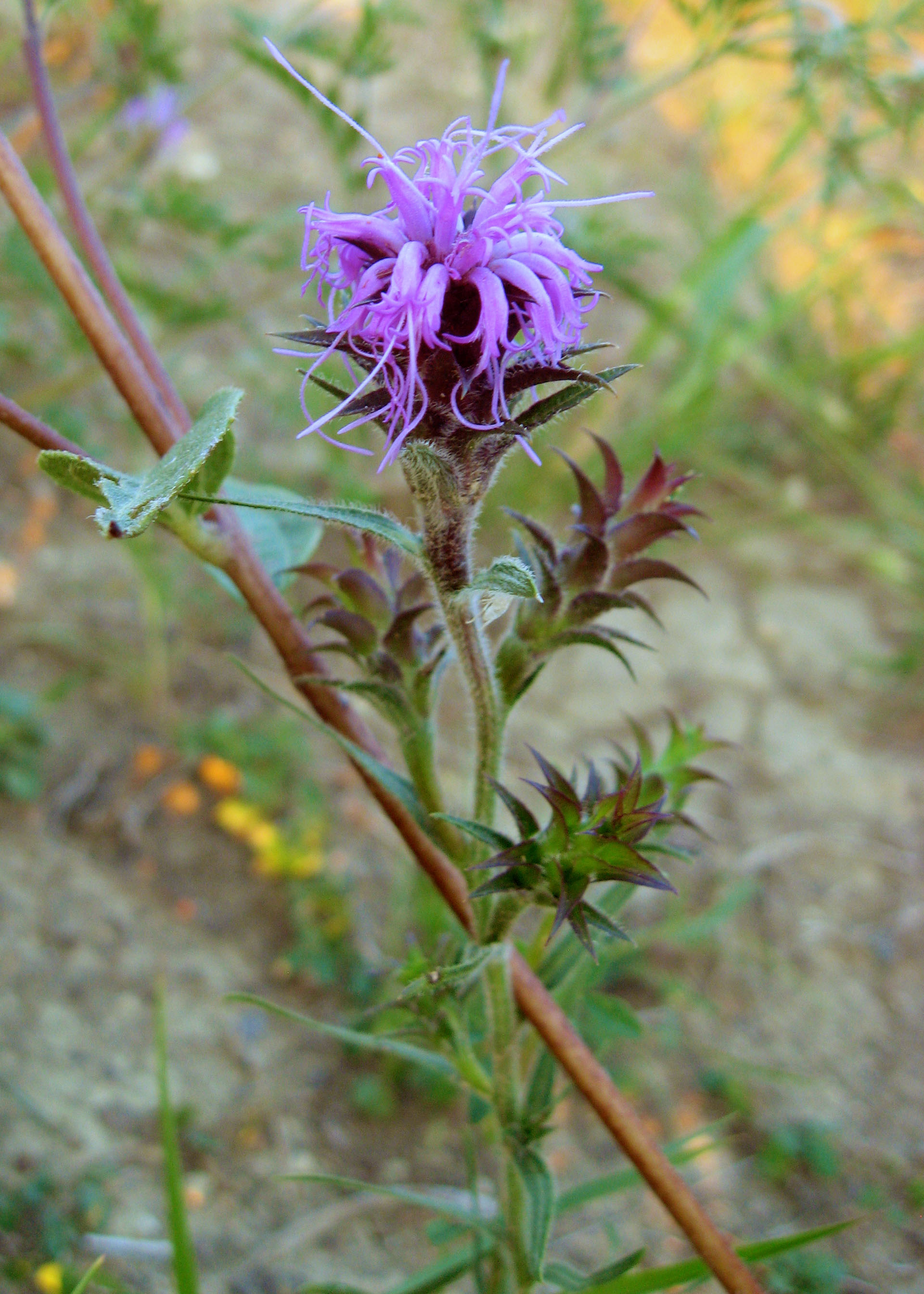 Liatris squarrosa - Rachel's Native Plants