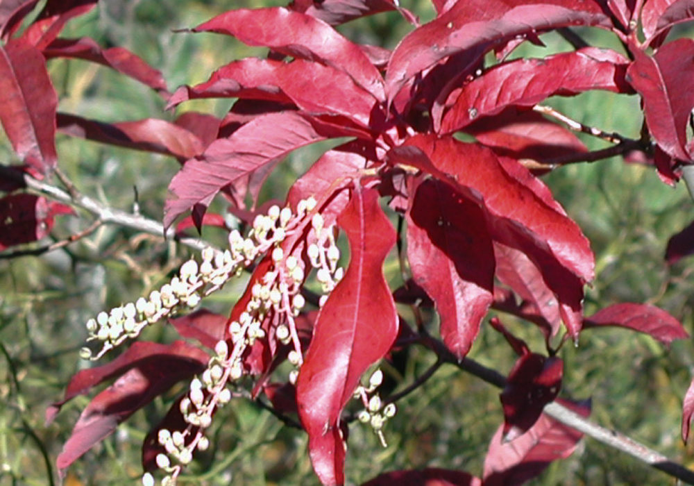 Oxydendrum arboreum - Rachel's Native Plants
