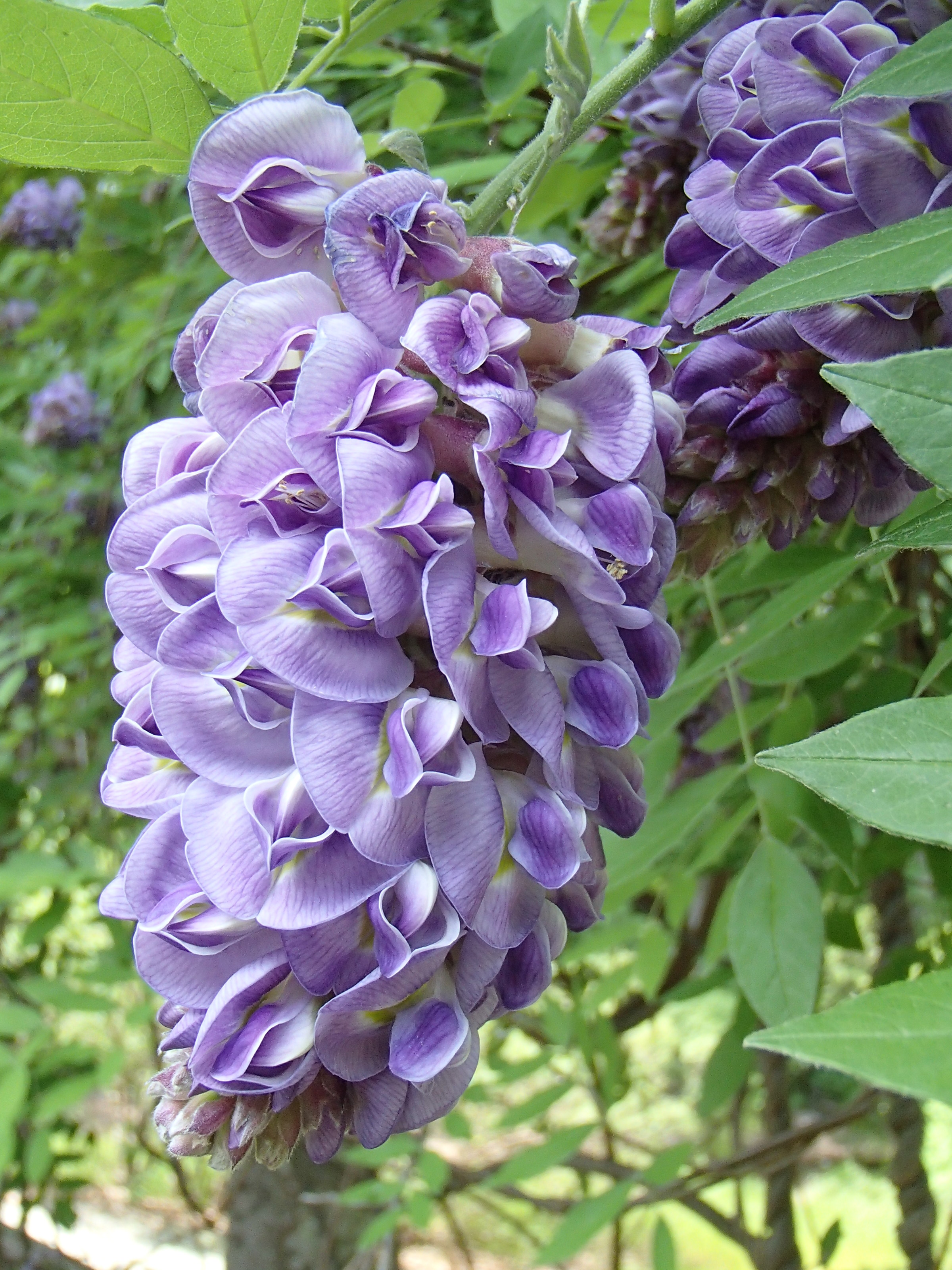 Wisteria frutescens 'Amethyst Falls' - Rachel's Native Plants