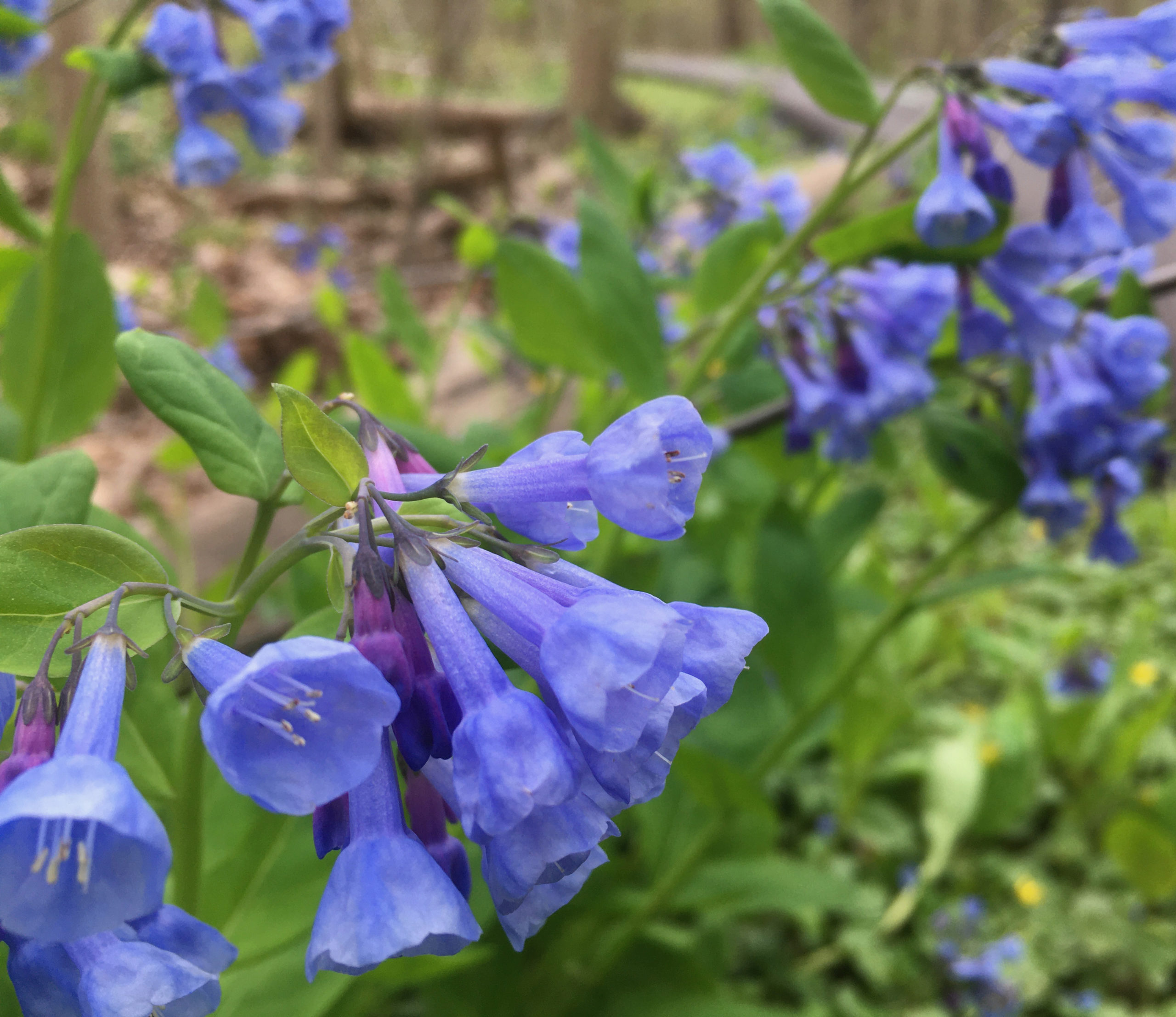 What Is The Scientific Name For Mertensia Virginica